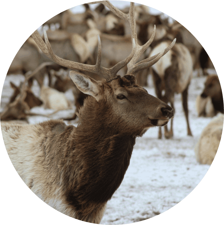 A herd of deer standing on top of a grass covered field.